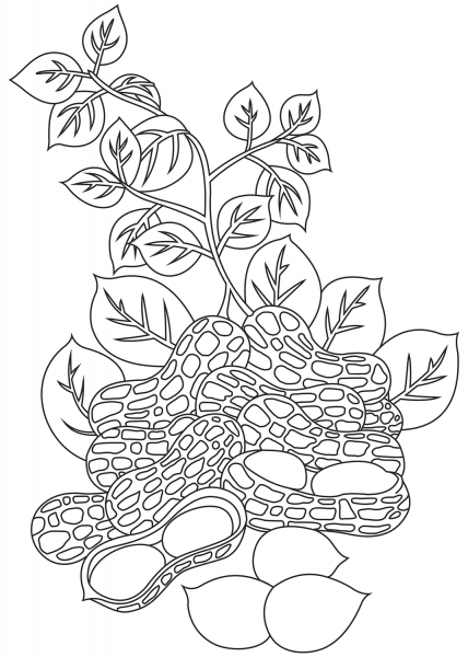 Peanut coloring page image