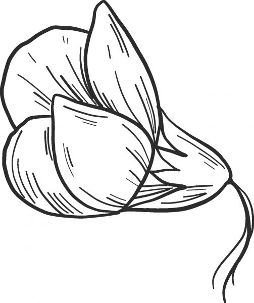 Peanut Flower coloring page image