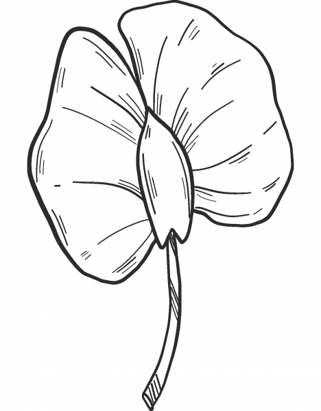 Peanut Flower coloring page image