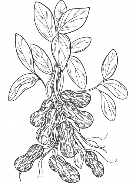 Peanut Plant coloring page image