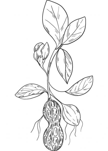 Peanut Plant coloring page image