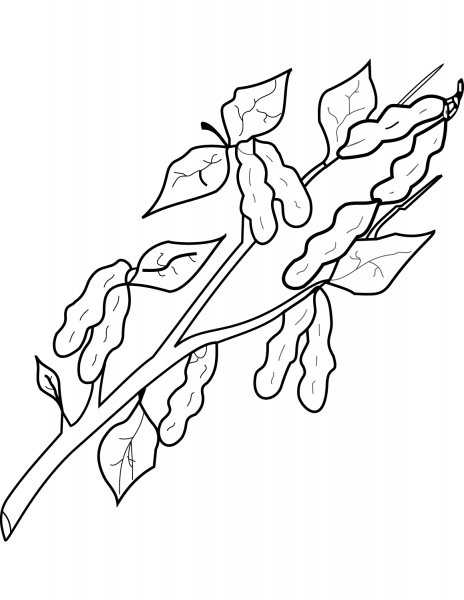 Peanut Plant coloring page image