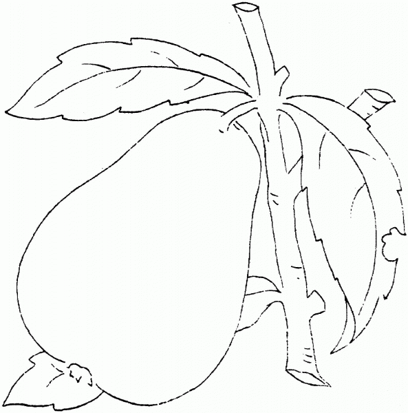 Pear coloring page image