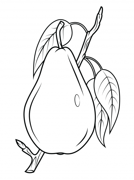 Pear on Branch coloring page image