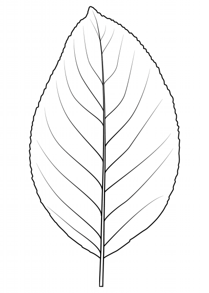 Pear Tree Leaf coloring page image