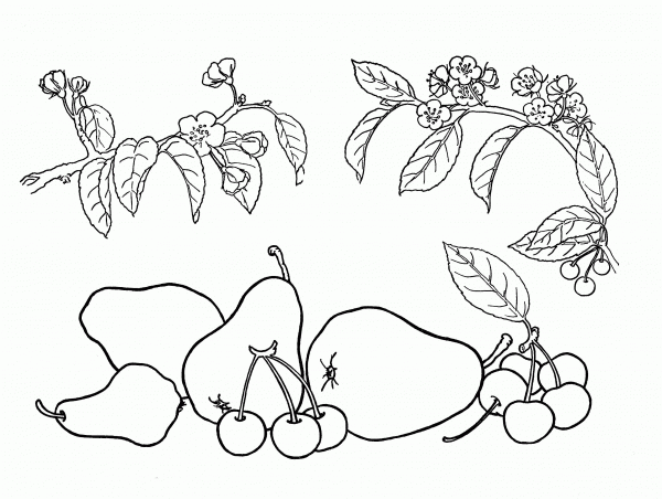 Pears and Cherries  coloring page image