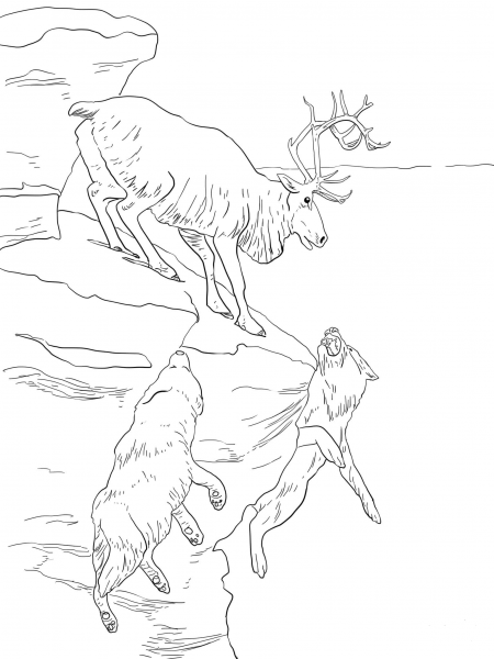 Peary Caribou coloring page image