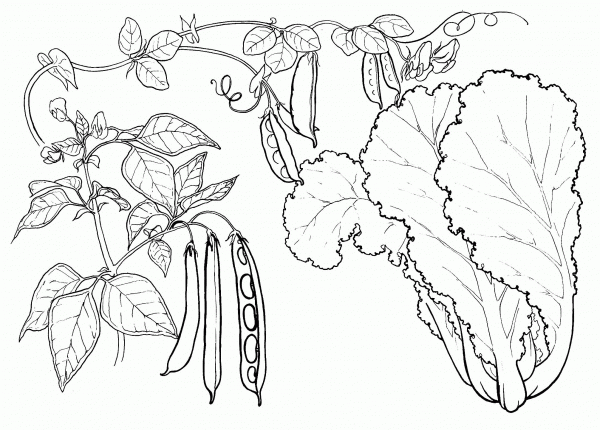 Peas and Cabbage coloring page image
