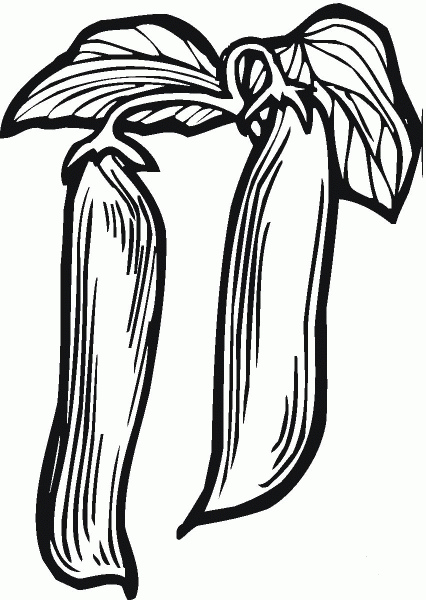 Peas coloring page image