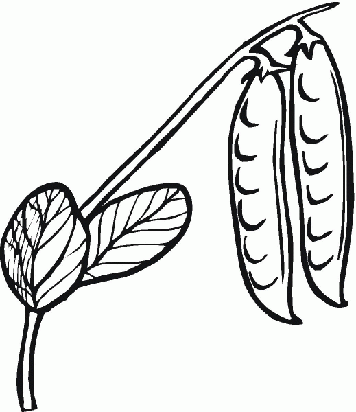 Peas coloring page image