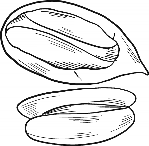 Pecan coloring page image