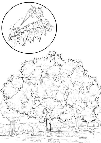 Pecan Tree coloring page image