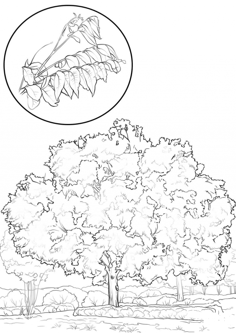 Pecan Tree coloring page - ColouringPages