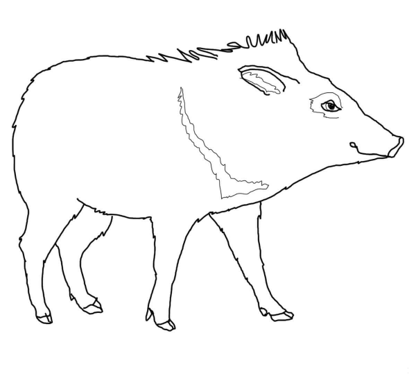 Peccary coloring page image