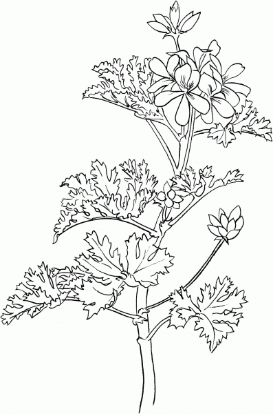 Pelargonium or Rose Geranium coloring page image