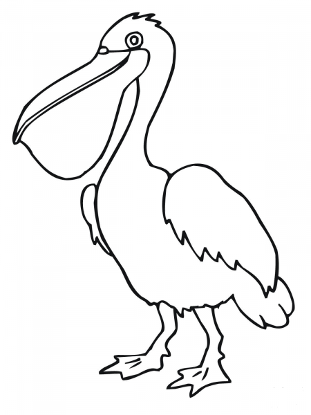 Pelican Bird coloring page image
