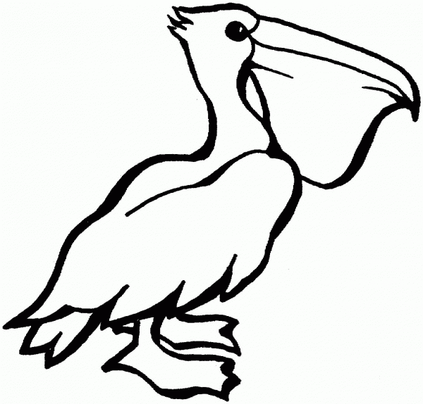 Pelican coloring page image