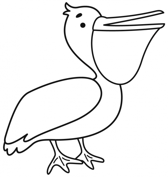 Pelican coloring page image
