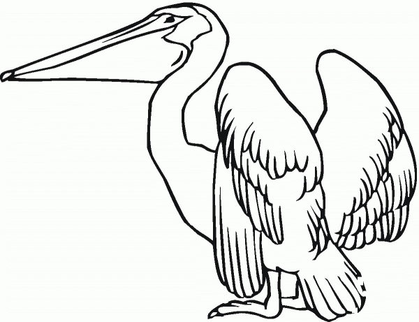 Pelican coloring page image