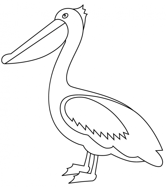 Pelican coloring page image