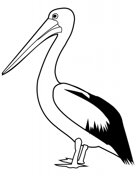 Pelican coloring page image