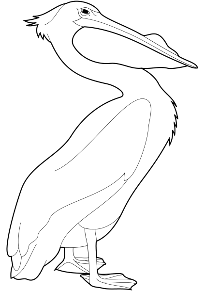 Pelican coloring page image