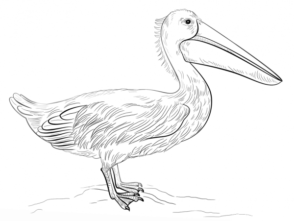 Pelican coloring page image