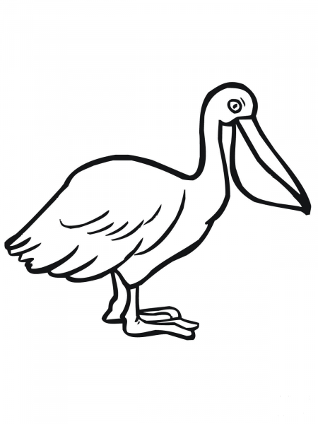 Pelican Seabird coloring page image