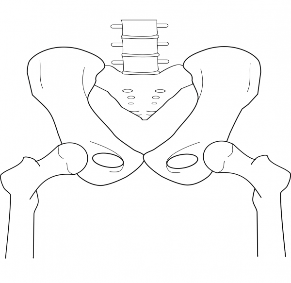 Pelvic coloring page image