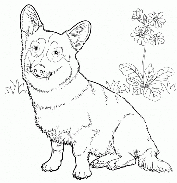 Pembroke Welsh Corgi coloring page image
