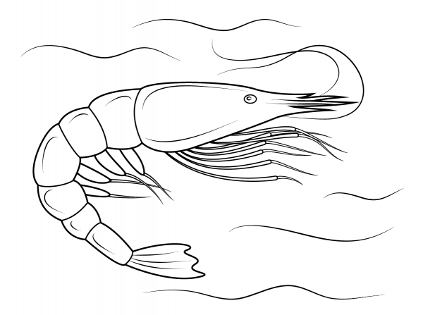 Penaeid Shrimp coloring page image