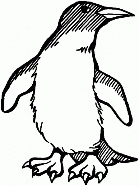 Penguin coloring page image