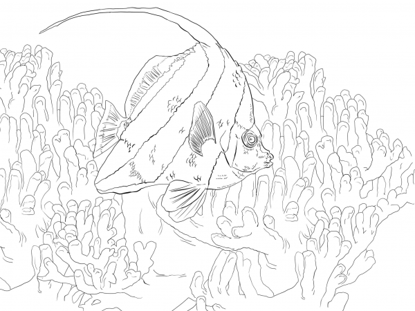 Pennant Coral Fish coloring page image