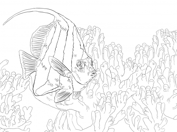 Pennant Coralfish coloring page image