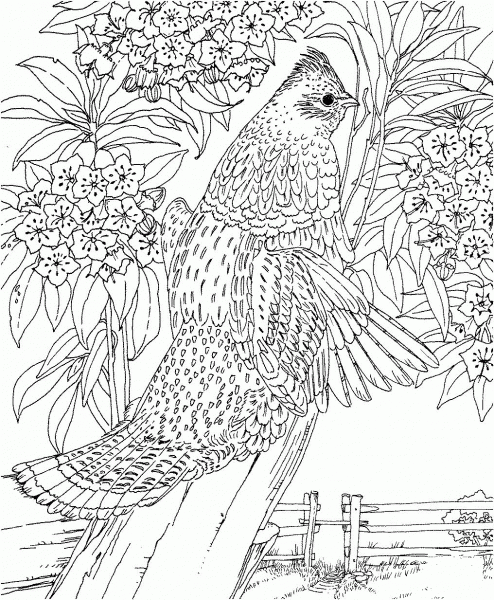 Pennsylvania Ruffed Grouse and Mountain-Laurel coloring page image