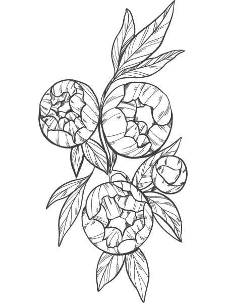 Peonies coloring page image