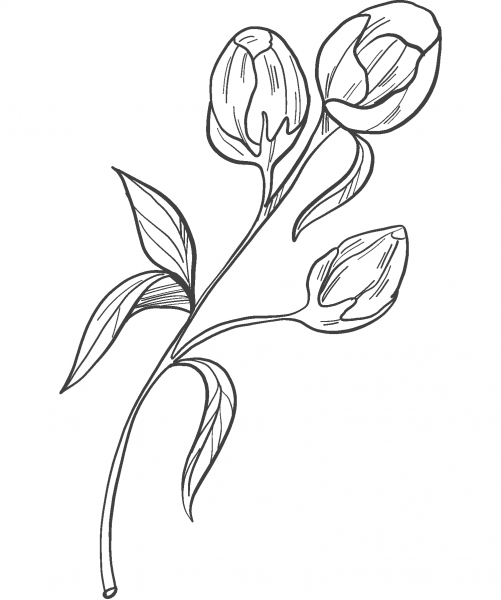 Peonies coloring page image