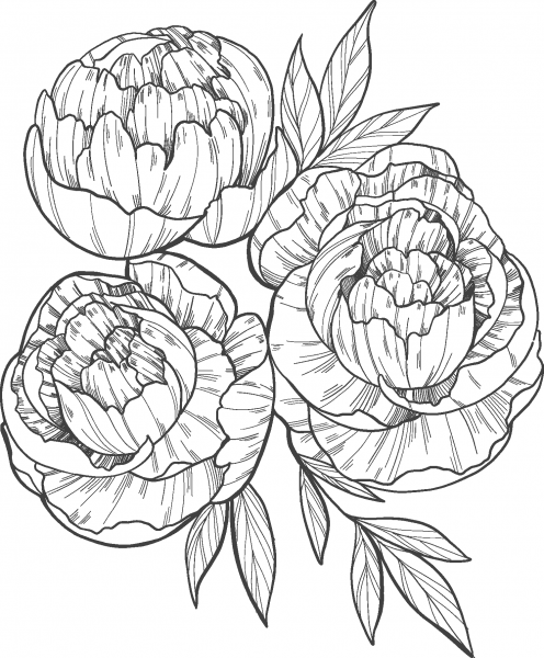 Peonies coloring page image