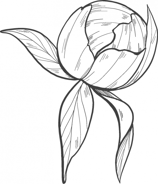 Peony Bud coloring page image