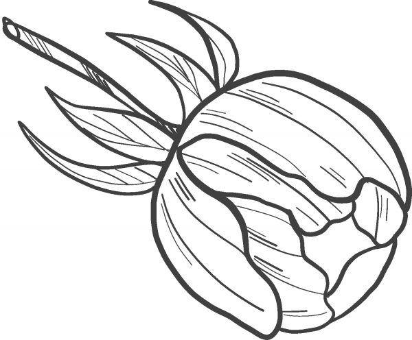Peony Bud coloring page image