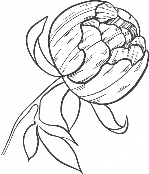 Peony coloring page image