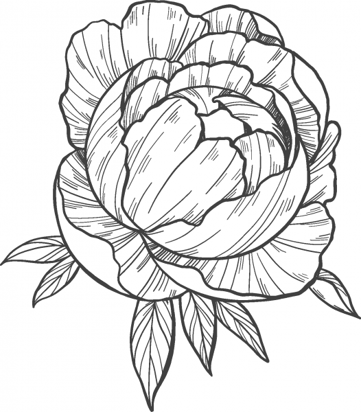 Peony coloring page image