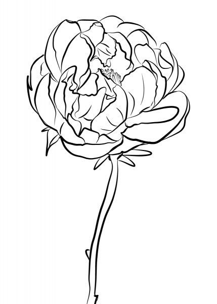Peony coloring page image