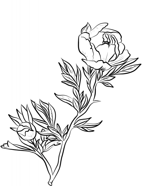Peony coloring page image