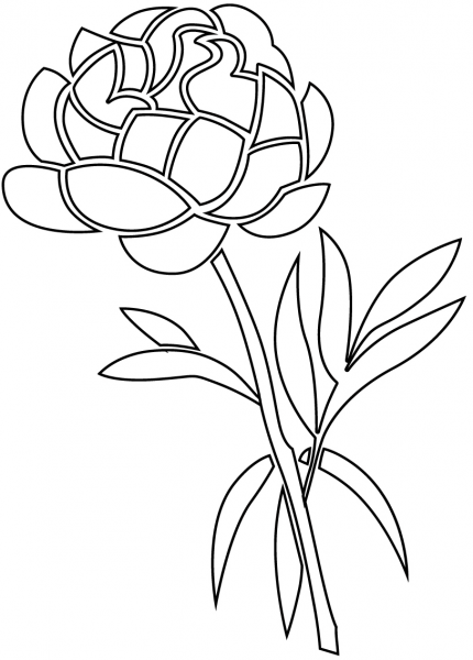Peony coloring page image