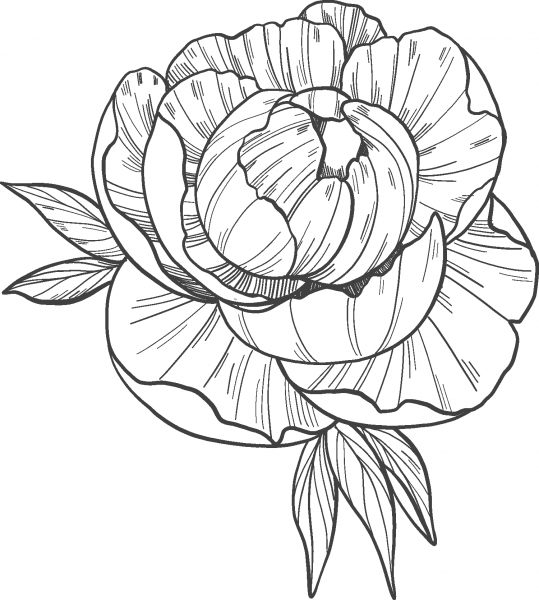 Peony coloring page image