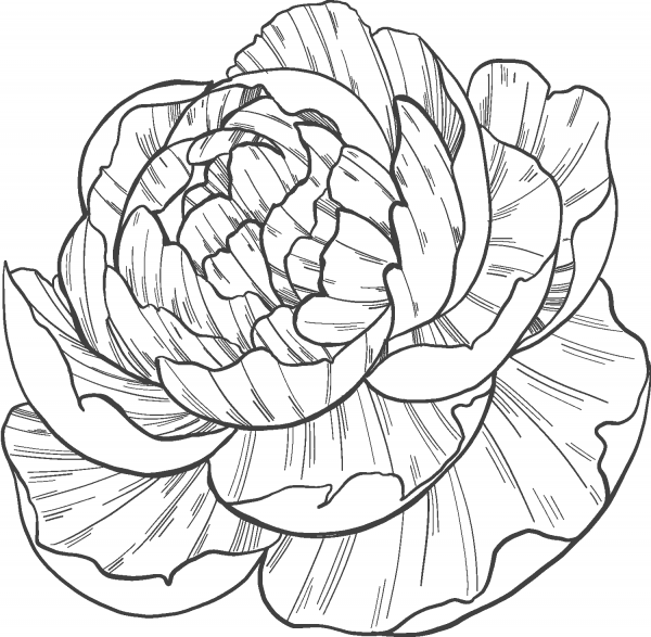 Peony coloring page image