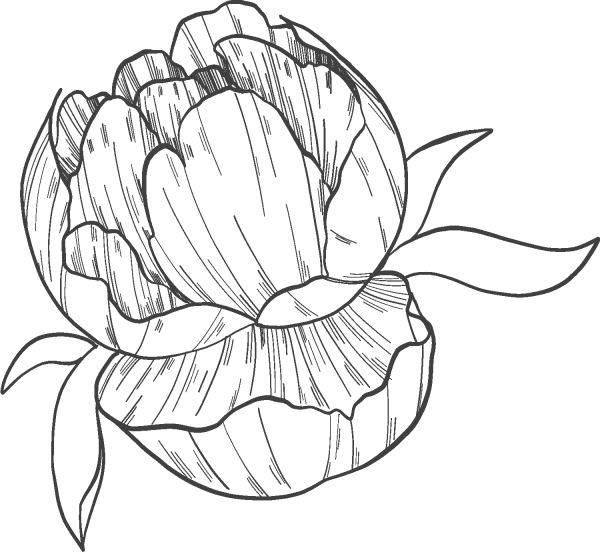 Peony coloring page image