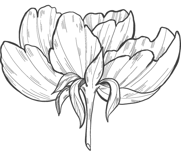 Peony coloring page image