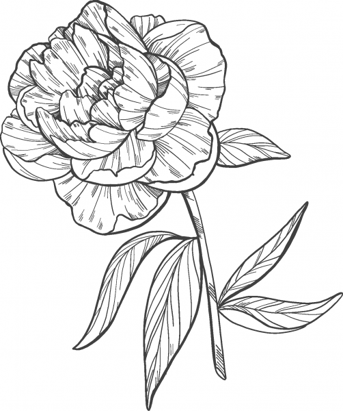 Peony coloring page image